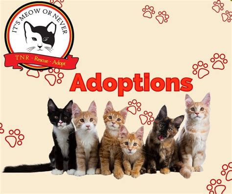Kitten and Cat Adoptions, PetSmart (Tallahassee, FL), 29 December 2024 ...
