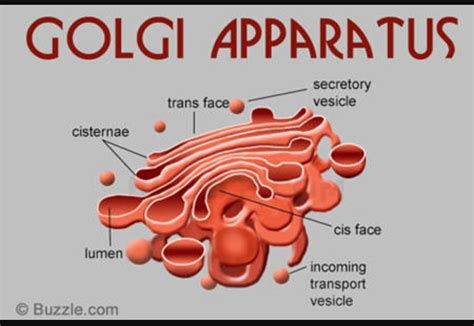 Draw a diagram of the Golgi apparatus and describe its structure ...