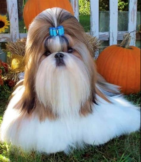 Shih Tzu Colors and Markings: Standard & Rare Coats - Showsight
