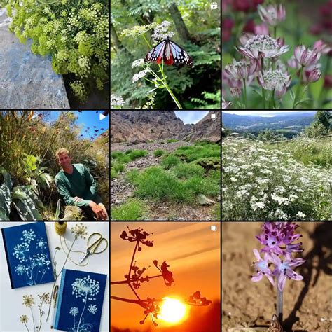 Plant Family: 451 Genera in Apiaceae - Umbelliferae Family