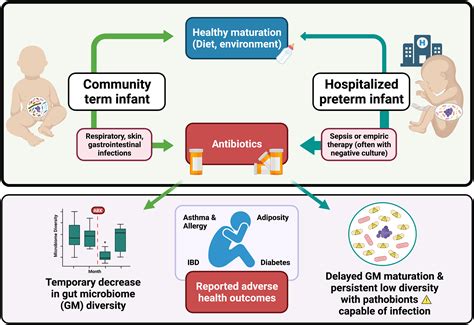 The resistance within: antibiotic disruption of the gut microbiome and resistome dynamics in ...