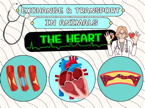 Heart Function GCSE 的图像结果