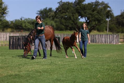 Internship Program | Valley Equine