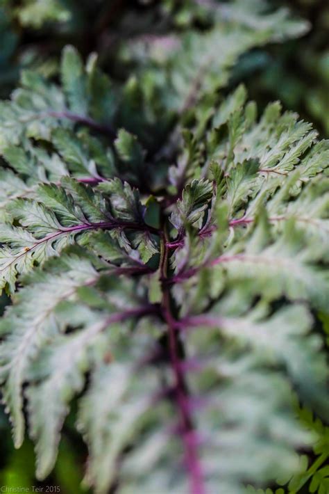 Japanese Painted Fern — Weasyl