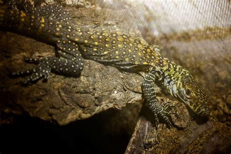 Endangered Komodo dragons hatch for 1st time in decade in Spain | Daily Sabah