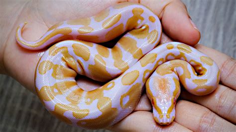 Top 5 Recessive Ball Python Morphs | BALL PYTHON BREEDER UK