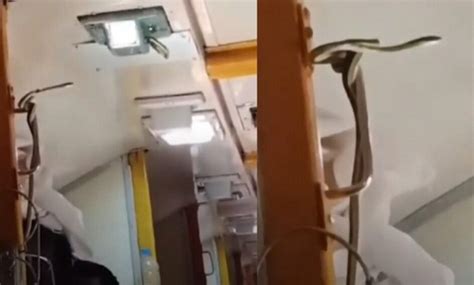 Jabalpur: A snake came out from under the berth of Garib Rath Express ...