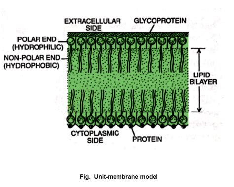 Cytoplasm and Cell Membrane - Definition, Characteristics & Explanation ...
