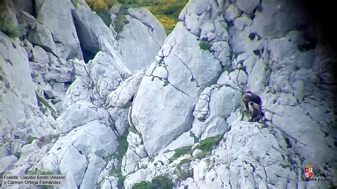 Image result for Bears Falling From Cliffs