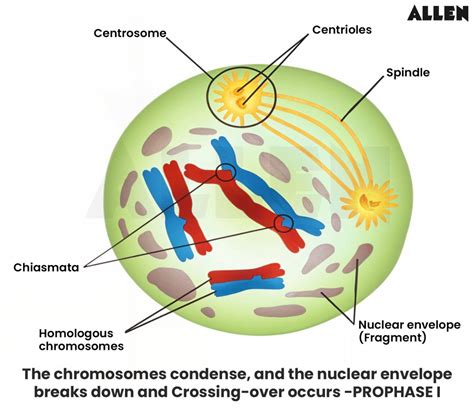 Leptotene: Introduction, Meiosis I and FAQs