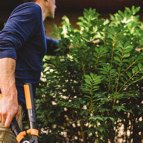 The Ultimate Guide to Trimming & Pruning Bushes, Hedges & Shrubs