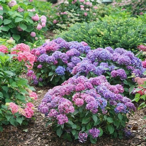 Let's Dance Lovable® - Bigleaf Hydrangea - Hydrangea macrophylla ...