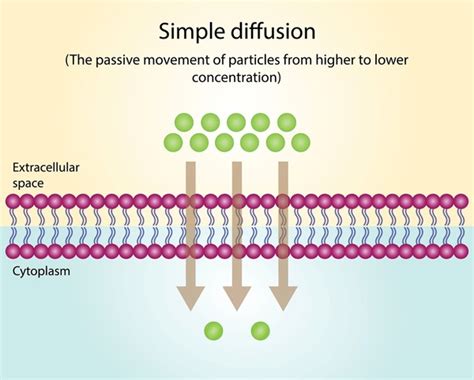 Image result for Simple Diffusion Cell Membrane