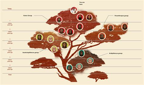 Evolution Family Tree 的图像结果