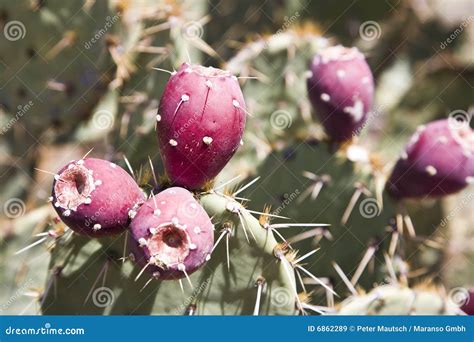 Opuntia ficus-indica stock image. Image of saguaro, food - 6862289