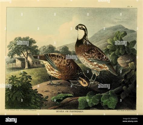 Larger bird stands upright hi-res stock photography and images - Alamy