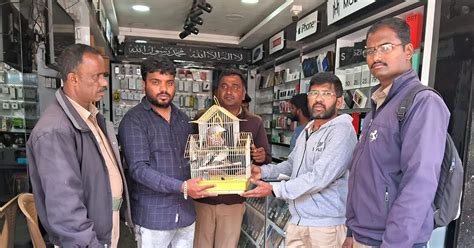 Image result for Java Sparrows for Sale