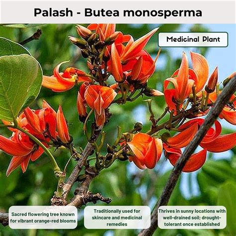 Palash - Butea monosperma Medicinal Plant – Kerala Garden