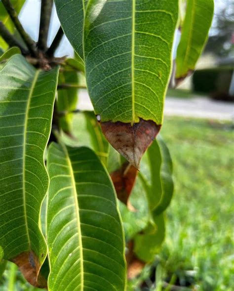 Tips for Growing Mango Tree 的图像结果