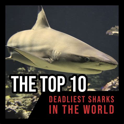 Which Is The Most Dangerous Shark In The World at Craig Alston blog