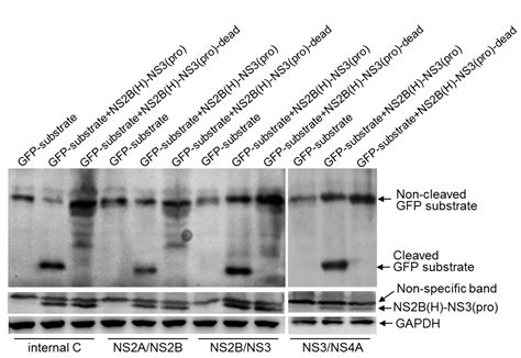 Identification of Cleavage Sites Proteolytically Processed by NS2B-NS3 ...