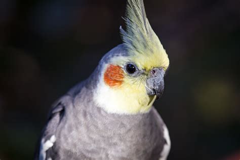 What Are Types Of Pet Birds at Jason Quinn blog
