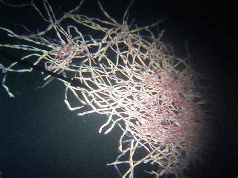 Image result for DIY Microscope Projects