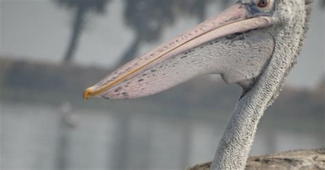 Anecdotes: Kolleru Lake: A hidden nature's treasure