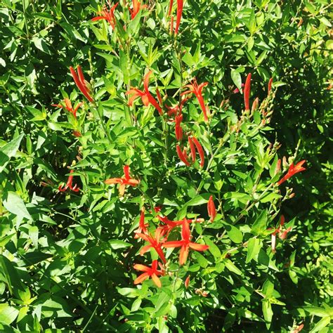 Flame acanthus (Anisacanthus quadrifidus) Flower, Leaf, Care, Uses ...