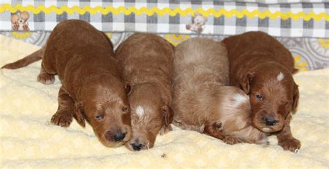 Mustard Seed Ranch | Georgia | Dog Breeders