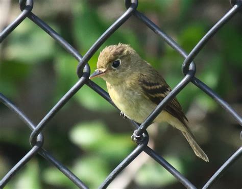 Pacific-slope Flycatchers at Fort Rosecrans National Cemetery - Greg in San Diego