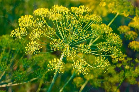Fresh Dill Turning Yellow at Willie Poole blog