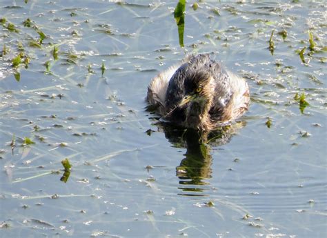 Little Grebe,નાની ડૂબકી