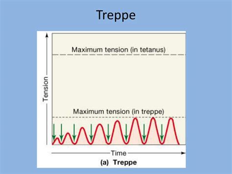 Image result for Treppe Muscle Contraction