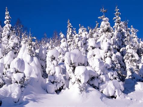 冬天美丽的雪景 高清图片下载-正版图片500672496-摄图网