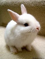 Image result for All White Baby Bunnies