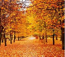 Realistic Fall Backgrounds by Photo Realistic Wallpaper Wallpapersafari Realistic Fall Backgrounds