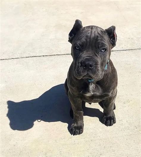 cane corso pitbull puppy | cane corso mixed with pitbull