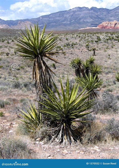Yucca Plants And Sand Dunes Stock Photography | CartoonDealer.com #3651296