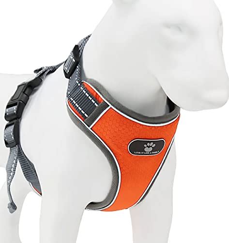 10 Best Dog Harness of 2025 in India, According To Experts