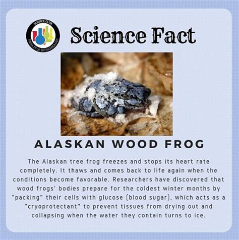 Image result for Alaskan Tree Frog