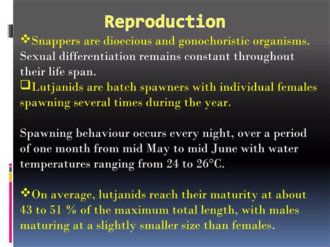 Snapper | PPT