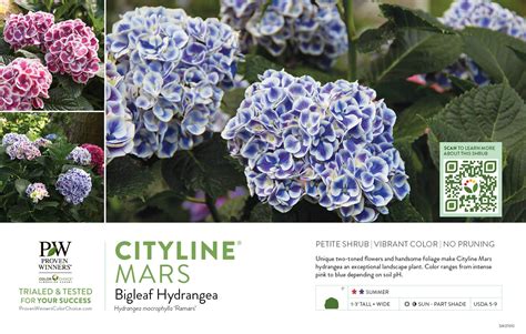 Hydrangea Cityline® Mars (Bigleaf Hydrangea) 11x7" Variety Benchcard ...