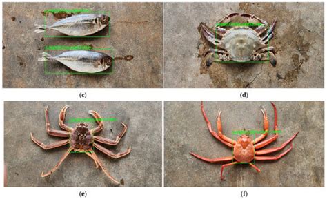 A Study on the Automation of Fish Species Recognition and Body Length ...