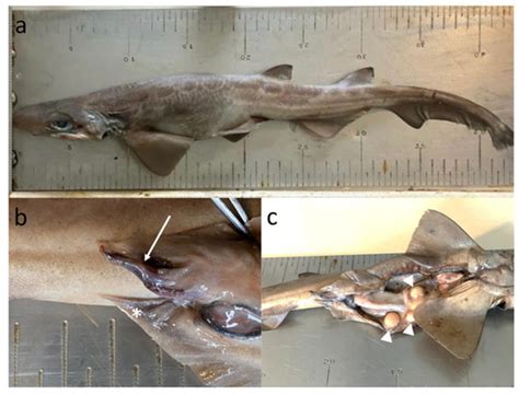 Basic Intersexuality (Abnormal Hermaphroditism) in the Blackmouth ...