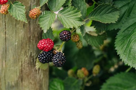 South Carolina Agriculture 的图像结果