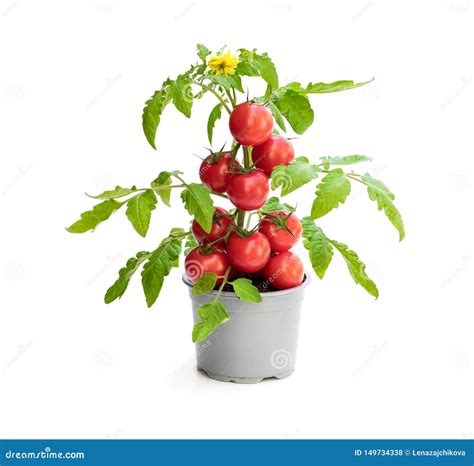 Fresh Home Grown Tomato Plant with Tomatoes. Concept of Huge Harvest Stock Photo - Image of ...