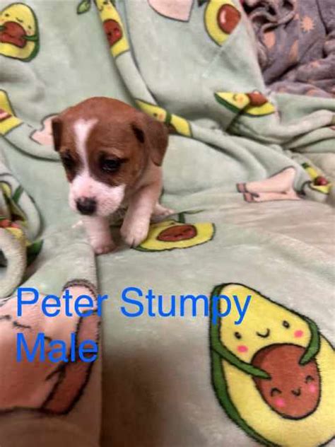 Image result for Mini Stumpy Jack Russell