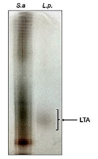 Potential of New Bacterial Strains for a Multiproduct Bioprocess ...