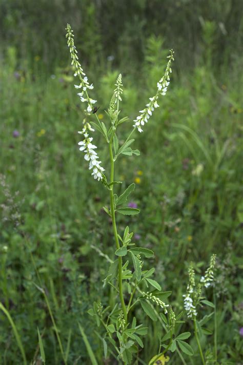 Melilotus albus Medik.